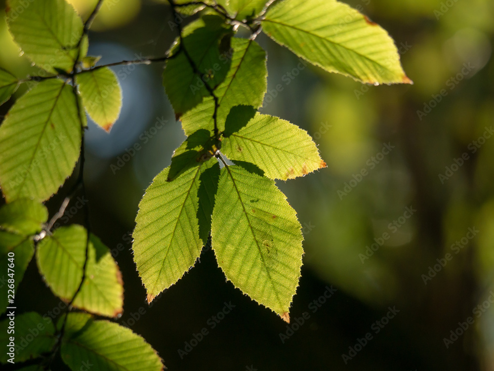 Green and yellow leaves on a branch in the sunlight. Leaves closeup. Green and yellow leaves on a branch in the sunlight. Leaves closeup.
