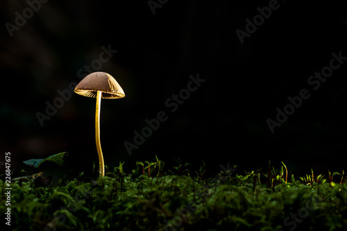 A brown mushroom in a dark forest