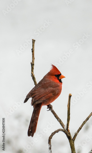 Cardinal in winter © Photo Lover