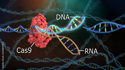 Crispr DNA Editor photo