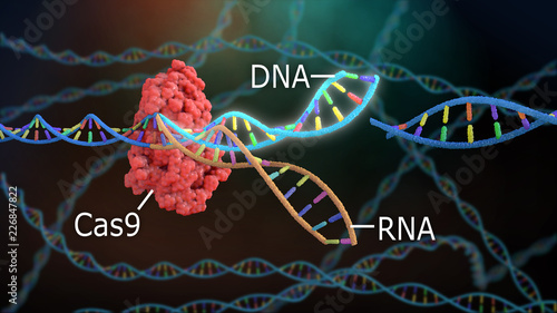 Crispr DNA Editor