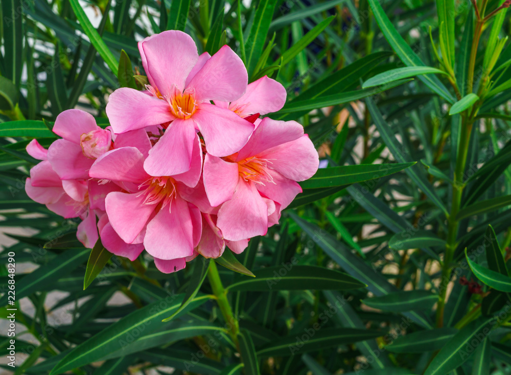 Pink oleander flowers with green leaves in the park Pink oleander flowers with green leaves in the park