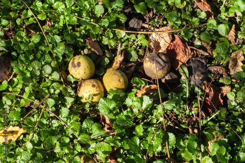 Black Walnuts in the weeds photo