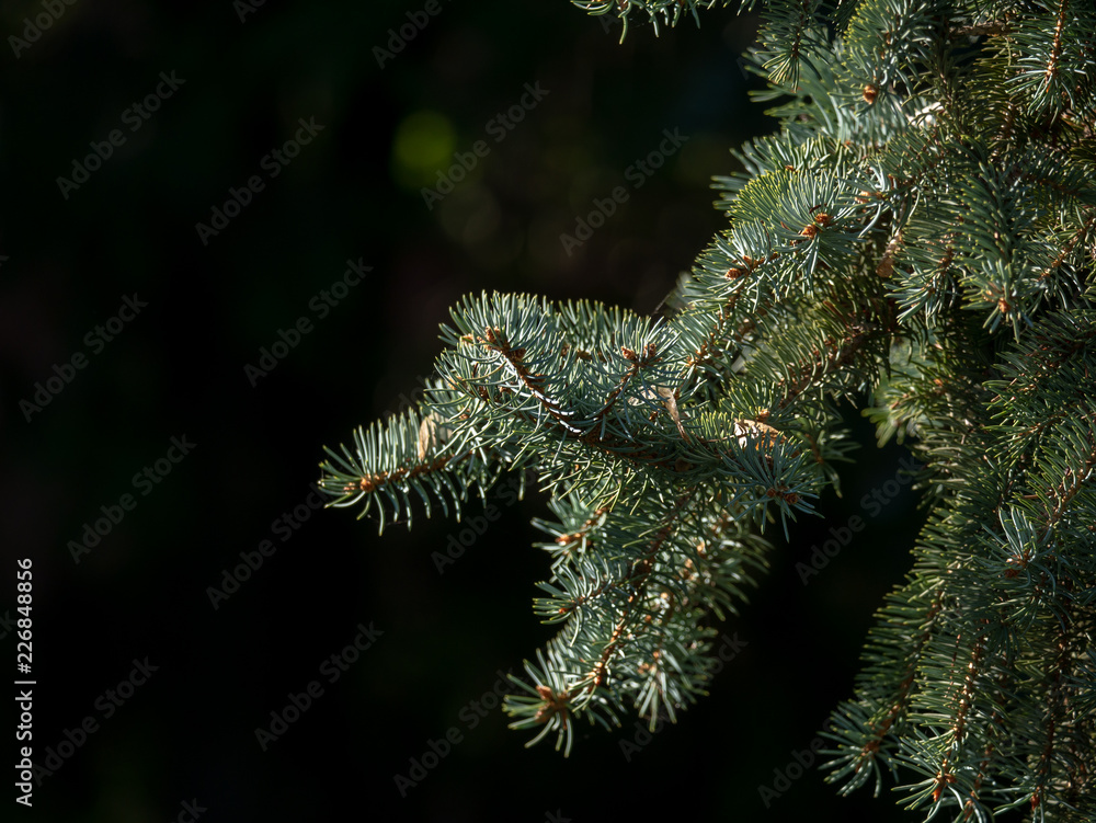 Spruce needles closeup. Buller background.