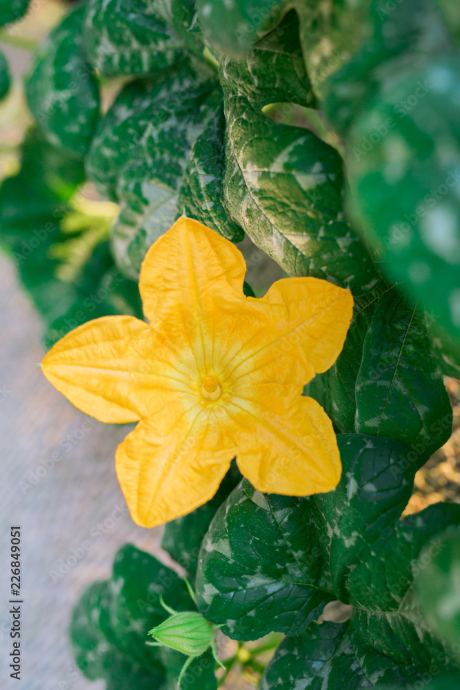 Squash Blossoms in Bloom in Garden Squash Blossoms in Bloom in Garden