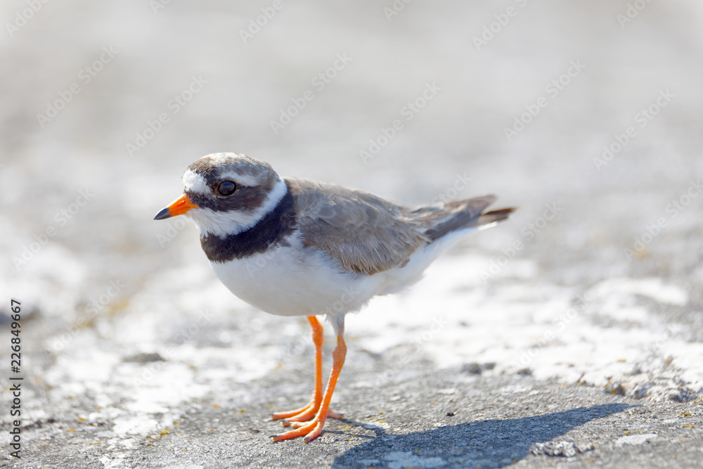 Common ringed plover bird (latin: Charadrius hiaticula) in morning light walking on a rock Common ringed plover bird (latin: Charadrius hiaticula) in morning light walking on a rock