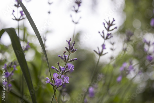 Fototapeta Naklejka Na Ścianę i Meble -  Flowering Lavender in the garden, fragrant blue flowers background