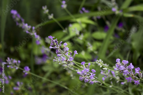 Fototapeta Naklejka Na Ścianę i Meble -  Flowering Lavender in the garden, fragrant blue flowers background
