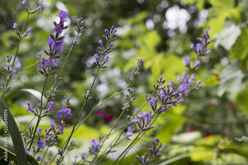 Fototapeta Naklejka Na Ścianę i Meble -  Flowering Lavender in the garden, fragrant blue flowers background