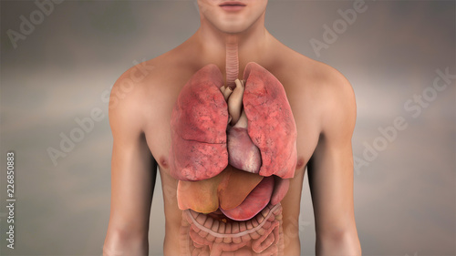 Cardiopulmonary System heart lungs photo