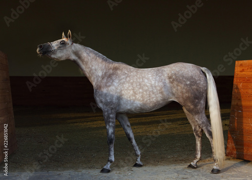 Картината върху платно Purebred Arabian Horse, portrait of a dapple gray mare with jewelry bridle in da