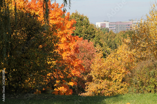 Autumn landscape with deciduous trees that began to turn red and yellow