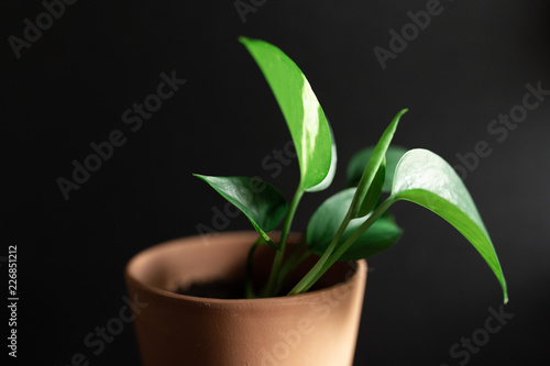 green plant in a pot