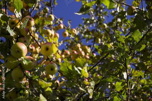 Lots of ripe green and red apples hanging on the Apple tree in the fall. Healthy fruits background
