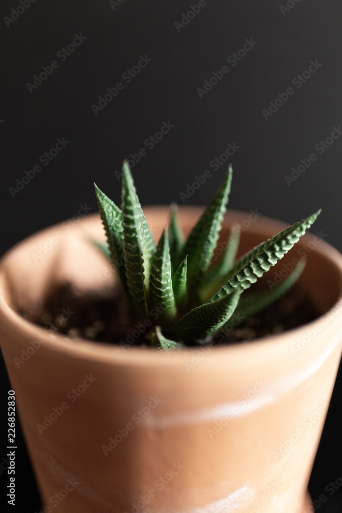 green plant in a pot green plant in a pot