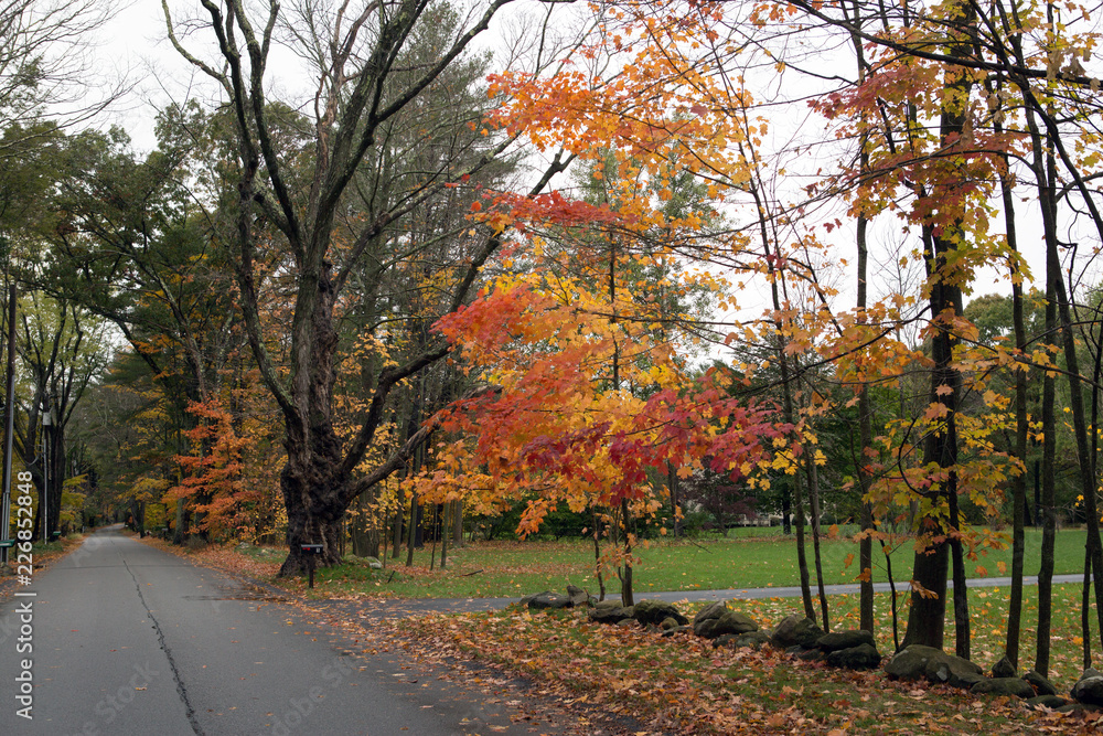 Naklejka premium Autumn forest