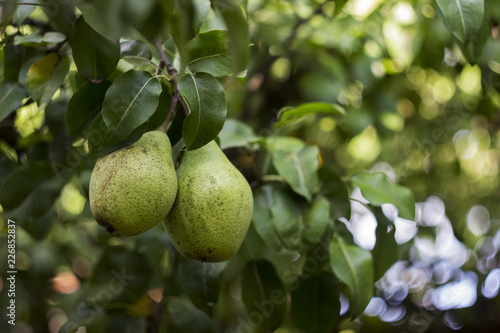 Ripe green pears grow on the tree in the garden, healthy vegetarian fruit