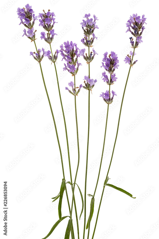 Flowers  of violet lavender, isolated on white background