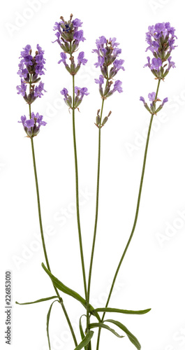 Fototapeta Naklejka Na Ścianę i Meble -  Flowers  of violet lavender, isolated on white background