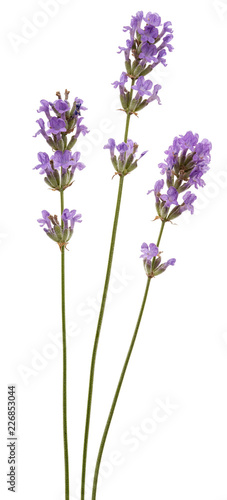 Fototapeta Naklejka Na Ścianę i Meble -  Flowers  of violet lavender, isolated on white background