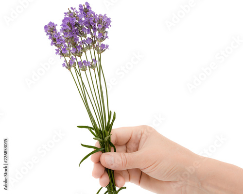 Fototapeta Naklejka Na Ścianę i Meble -  A woman's hand holds a flower of lavender, isolated on white background