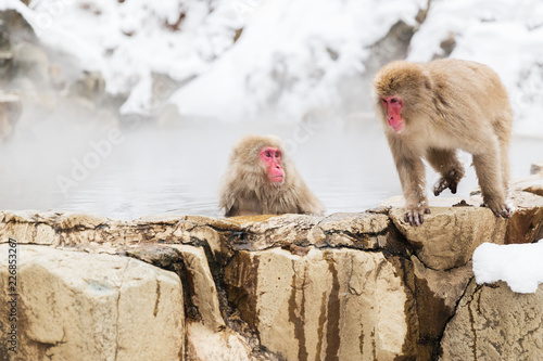 animals, nature and wildlife concept - japanese macaques or snow monkeys in hot spring of jigokudani park photo