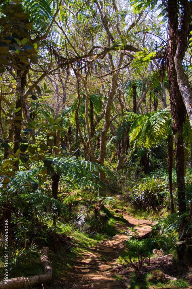 Tropischer Regenwald