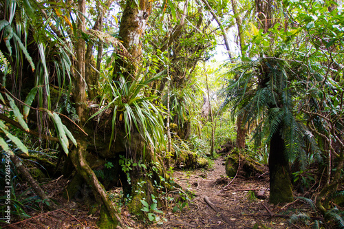 Im Regenwald von La Reunion