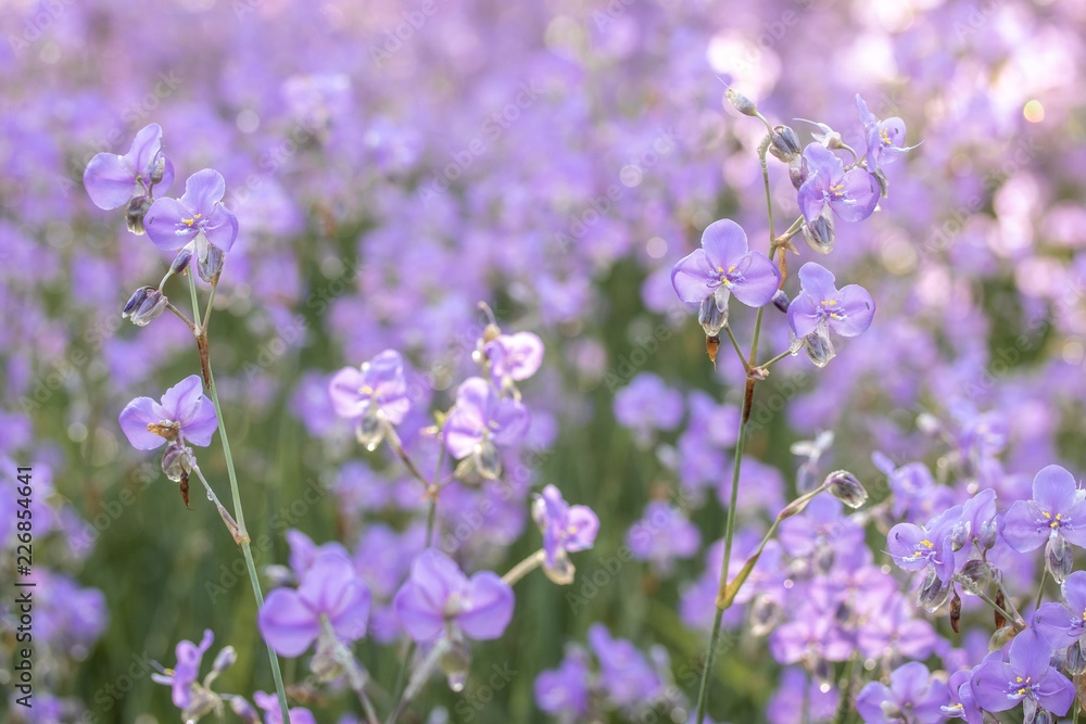 Beautiful sweet purple flowers, Murdannia giganteum is a small wildflowers with dew drop on blurry flowers field background in Thailand, shallow DOF and Selective focus. 