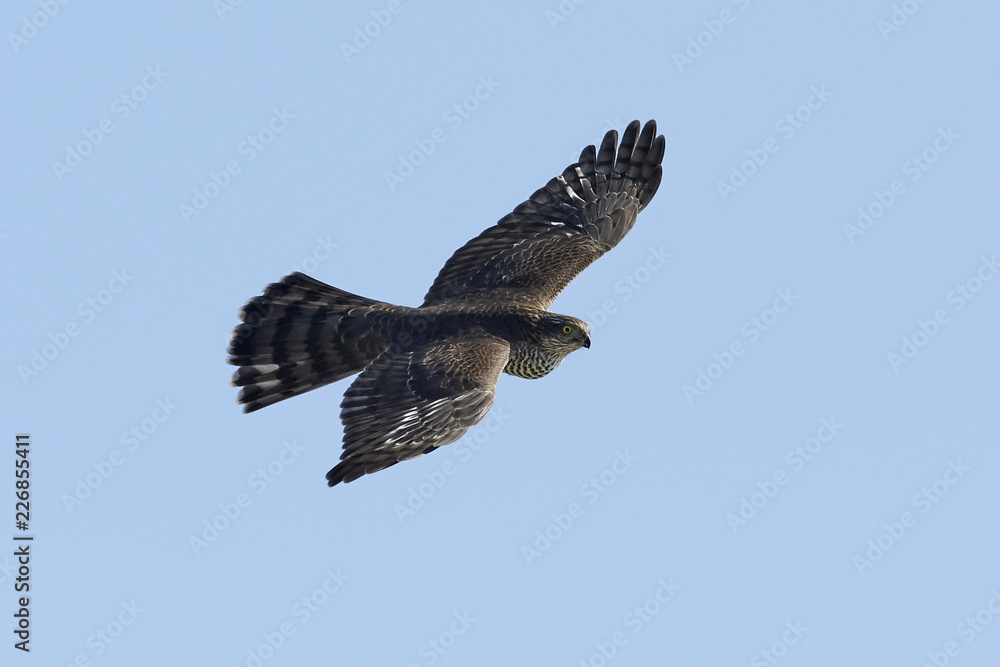 Fototapeta premium Eurasian sparrowhawk (Accipiter nisus)