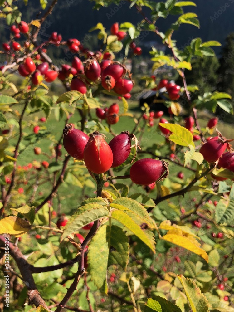Obraz premium rosa canina bacche frutto infusi tè tisana