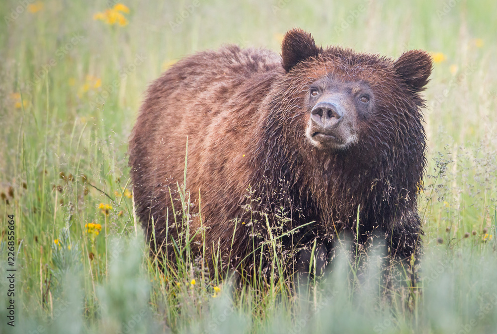 Fototapeta premium Grizzly bear family