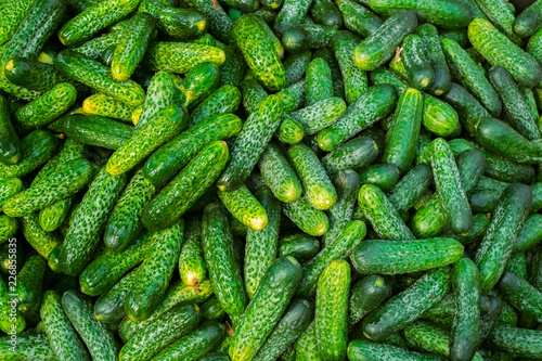 fresh cucumbers on the market stall