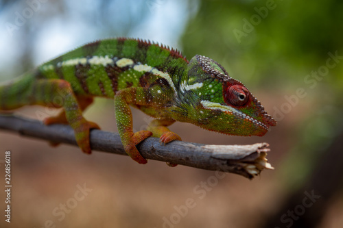 A colourful chameleon resting on a branch by the side of the road in Madagascar.