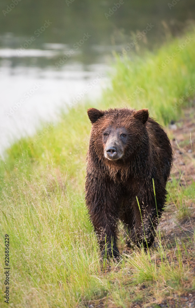 Grizzly bear family