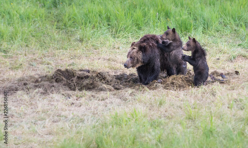 Grizzly bear family