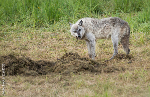 Wolf on a carcass