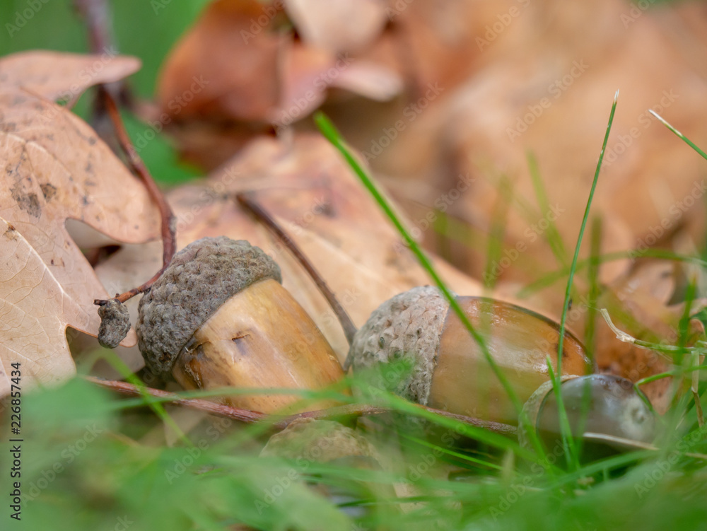 Obraz premium Dry acorn in the grass. Dry acorn closeup. Autumn acorn on the dry oak leaves.