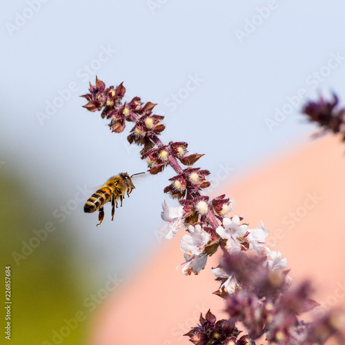 Bee in Flight