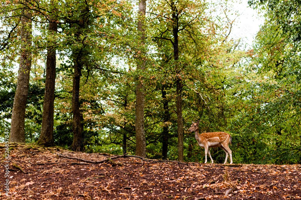 Deer in the Trees Deer in the Trees