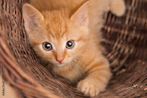 Lovely ginger kitten in wicker basket. Domestic cat eight weeks old. Felis silvestris catus. Small tabby kitty. Face close-up. Eye contact. Innocent little pet looking at camera. Small depth of field.