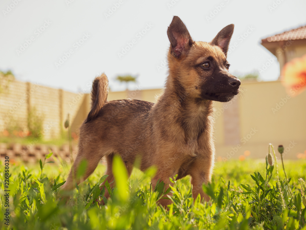 Small brown puppy in the garden. A little puppy is playing with a toy on the grass. Sun, dog and garden. Small brown puppy in the garden. A little puppy is playing with a toy on the grass. Sun, dog and garden.