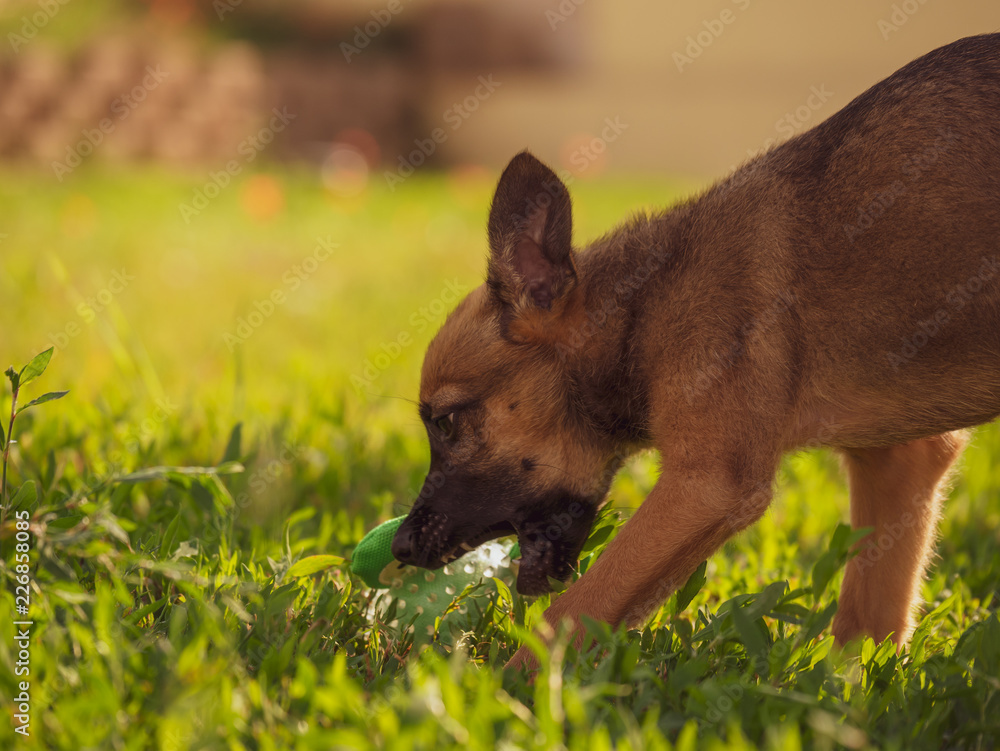 Small brown puppy in the garden. A little puppy is playing with a toy on the grass. Sun, dog and garden. Small brown puppy in the garden. A little puppy is playing with a toy on the grass. Sun, dog and garden.