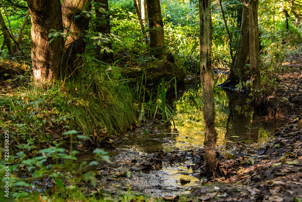 Obraz premium Waldbach