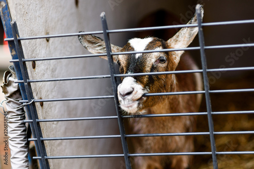 Gate Chewing Goat
