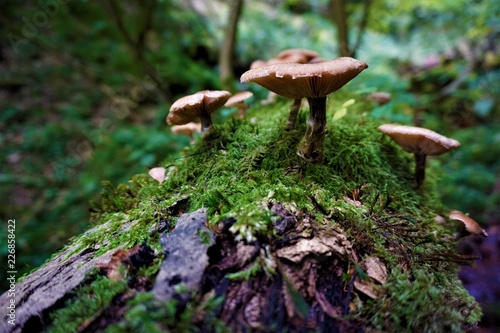 Some mushrooms on mossy tree trunk in the forest