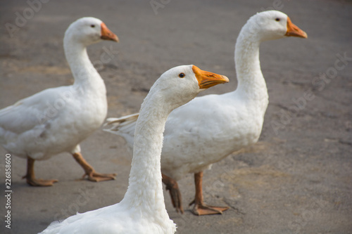 Heads of a domestic geese, flock of geese
