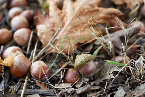 Fallen acorns and leaves. Autumn sign.