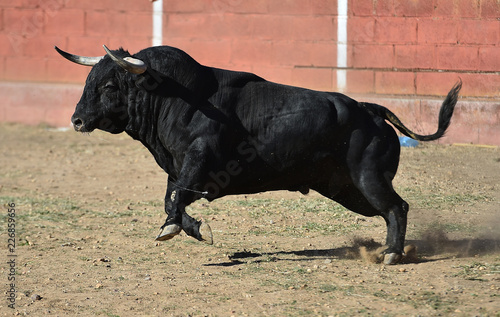 black bull running in spanish bullring