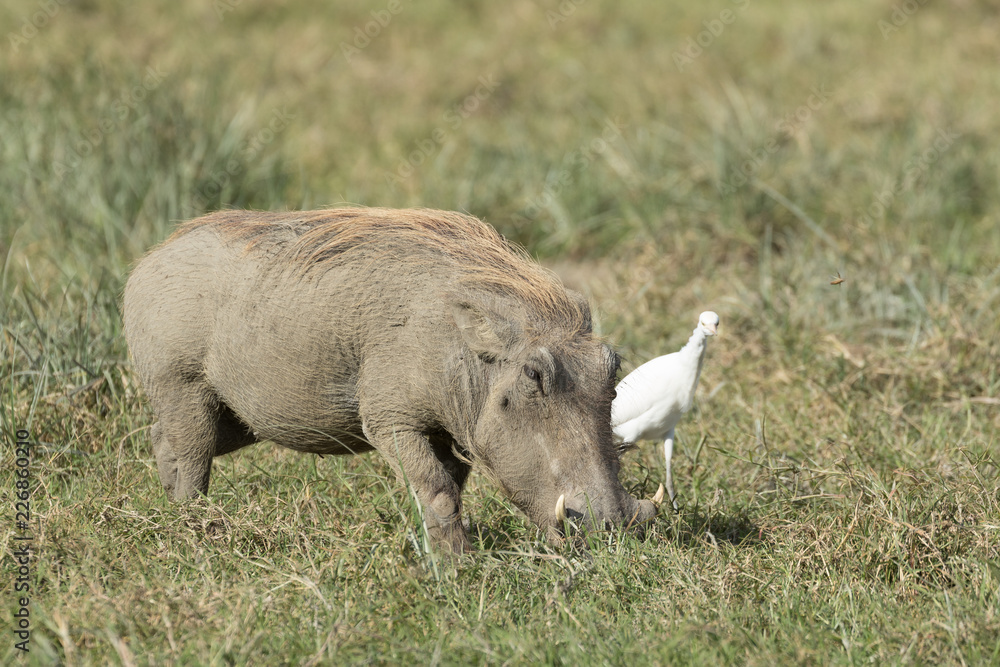 Wild pig eating Wild pig eating
